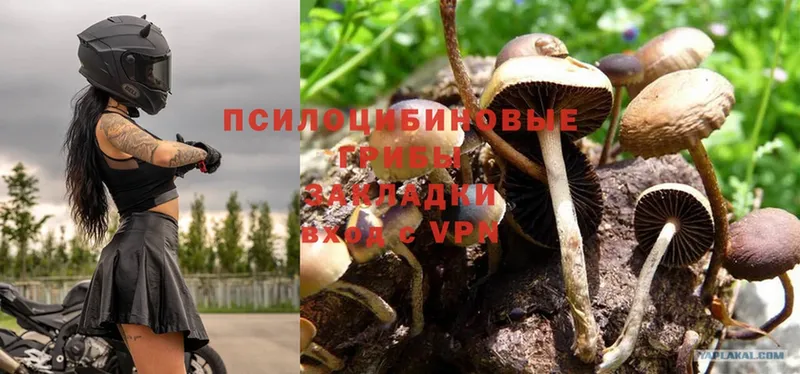 Псилоцибиновые грибы Psilocybe  купить   Новое Девяткино 